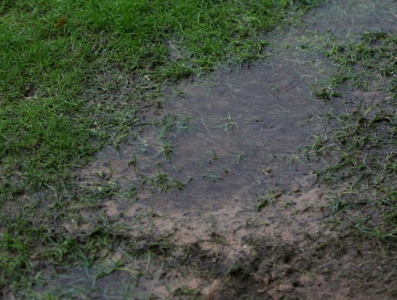 הדשא של חודורוב ספג את הגשם  (רועי גלדסטון) (צילום: מערכת ONE)