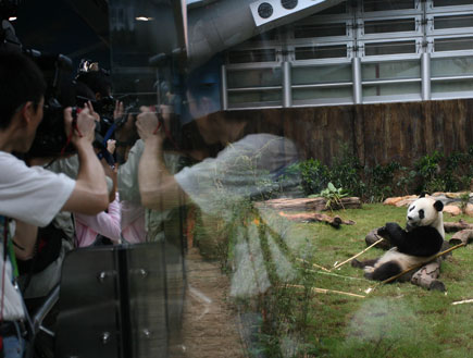 דובי פנדה בפארק אושן, הונג קונג (צילום: Pool, GettyImages IL)