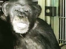 שימפנזה (צילום: סקיי ניוז)