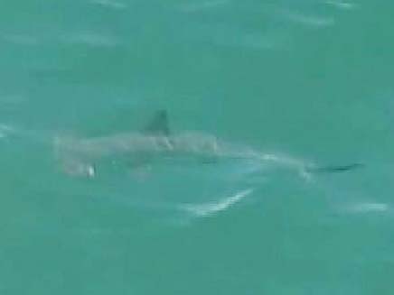 תקיפת כרישים בחוף (צילום: חדשות 2)