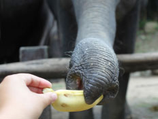 יד מאכילה פיל - מלכודות תיירים (צילום: istockphoto)