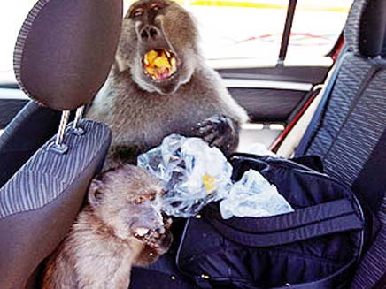 קוף תוקף תיירים (צילום: MIRROR)
