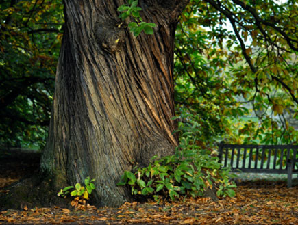 עץ ערמונים (צילום: istockphoto)