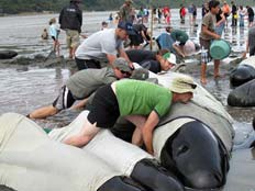 לויתנים, מתאמצים בכדיי להצילם, חלקם לא שרדו (צילום: הסאן)