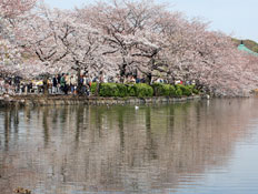 פארק Ueno, טוקיו (צילום: getty images)