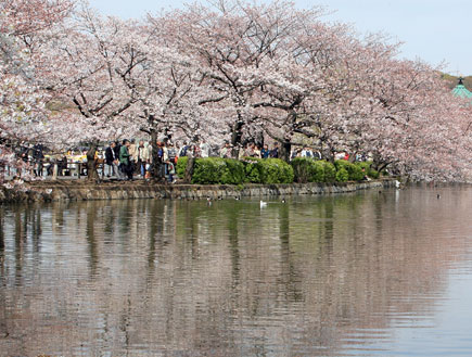 פארק Ueno, טוקיו (צילום: getty images)