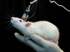 ספלינטר, מאחוריך. עכבר רדיואקטיבי נמלט (צילום: רויטרס)