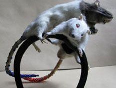 קשת עכברים - אקססוריז ביאזריים (צילום: TheFrisky)