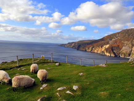 כבשים בצפון אירלנד (יח``צ: גל גרוס)