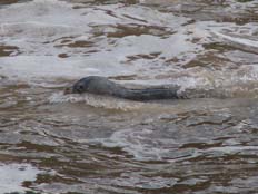 כלב ים בראש הנקרה (צילום: יניב שוורץ)