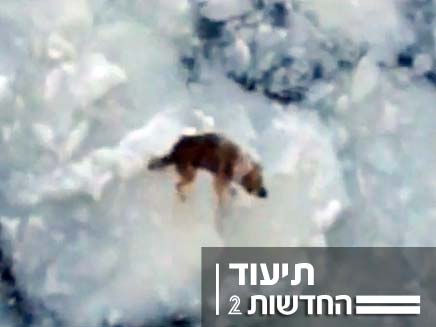 חילוץ כלב מעל קרחון (צילום: חדשות 2)