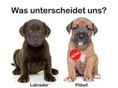 קמפיין אוסטרי נגד גזענות נגד כלבים מסוג פיטבול (צילום: הטיימס האוסטרי)