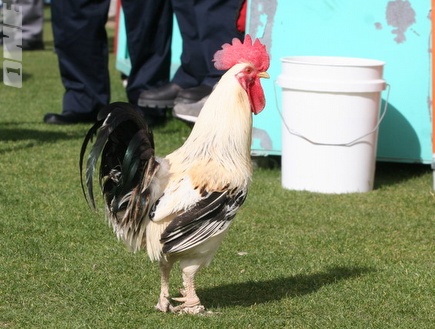 התרנגול שהפריע לפתיחת המשחק (קובי אליהו) (צילום: מערכת ONE)