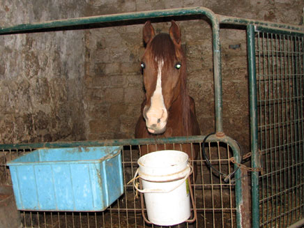 11 סוסים חולצו מהתעללות בעכו העתיקה (צילום: איציק סמה וצביה מילדנברג, משרד החקלאות)