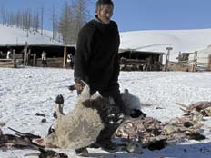 גבר מפנה גופות של חיות שמתו בכפור (צילום: רויטרס)