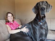 הכלב הגבוה בעולם (צילום: jacob chinn - guinness world records)