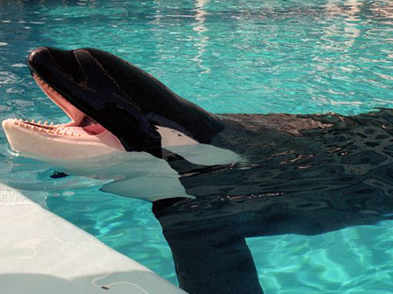 לוויתן רוצח (צילום: AP)