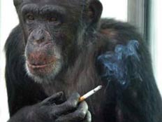 שימפנזה שנשלח לגמילה מאלכוהול וסיגריות (צילום: דיילי טלגרף)