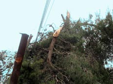 עץ שקרס  על כבלי חברת החשמל (אירית ברמן) (צילום: אירית ברמן - חדשות 2)