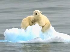 דובים בין נורבגיה לקוטב הצפוני (צילום: דיילי מייל)
