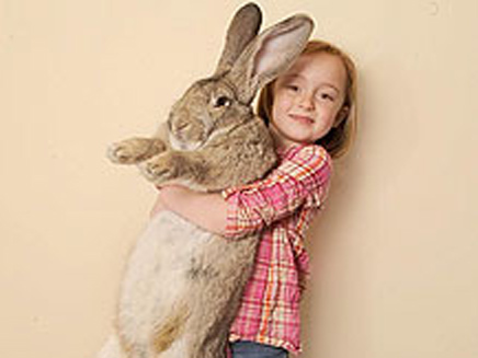 ארנב ענק (צילום: חדשות 2)