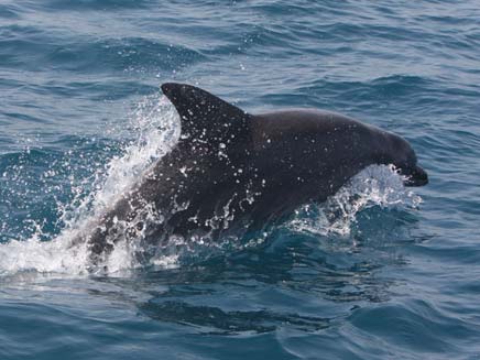 דולפינים נצפו מול חופי הרצליה (צילום: ד"ר אביעד שיינין, יו"ר מחמל"י)