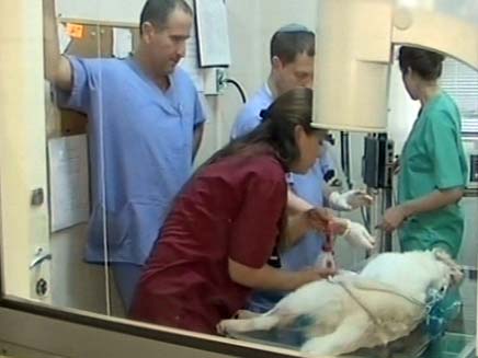 ניתוח נדיר בגורת כלבים (צילום: חדשות 2)