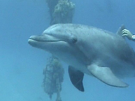 ציד דולפינים (צילום: חדשות 2)