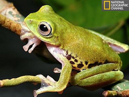 צפרדע מרחפת בורנאו (צילום: האתר הרשמי national geographic, האתר הרשמי של הדרסים: www.smurf.com)