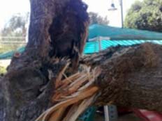 עץ נפל בגן ילדים (צילום: חדשות 2)