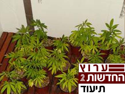 מעבדת הסמים שנמצאה בדירתה של עורכת הדין (צילום: משטרת ישראל)