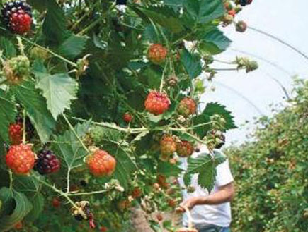 מטע פטל (צילום: אורלי גנוסר, קסם הפרי)