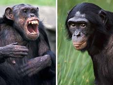הבונובוס והשימפנזים. גם במונדיאל הם דומים לנו (צילום: טלגרף)