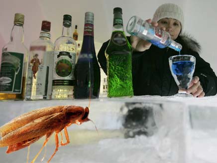 אלכוהול מזויף מסוכן לבריאות. עיבוד תמונה (צילום: pojvistaimage, Shutterstock)
