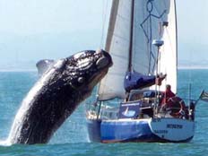 הלוויתן מתרומם מעל הספינה (צילום: טלגרף)