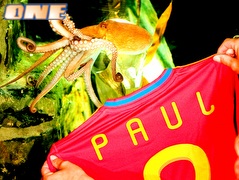 פול התמנון עם החולצה מספר 8 של ספרד (רויטרס) (צילום: מערכת ONE)