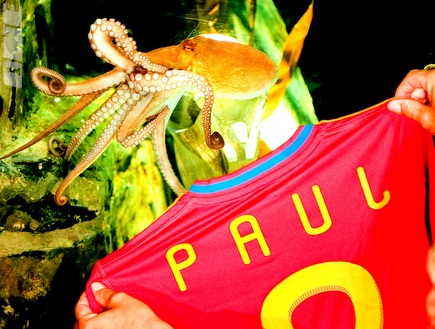 פול התמנון עם החולצה מספר 8 של ספרד (רויטרס) (צילום: מערכת ONE)