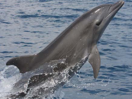 דולפינים מול חופי אשקלון (צילום: ד"ר אביעד שיינין מחמ"לי)