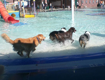 כלבים בפארק מים קליפורניה (צילום: האתר הרשמי)