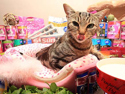 לולה החתולה, מוקפת בממתקי חתולים (צילום: הסאן)