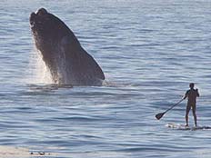 הלווייתן מזנק מהמים (צילום: הסאן)