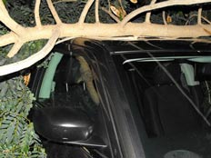 נהג ניצל בנס מקריסת ענף כל רכבו (צילום: עופר אשטוקר, אשדודנט)