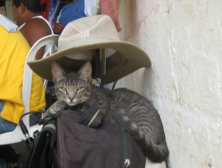 חתולה מטיילת בעולם 1- חתולה מטיילת (צילום: האתר הרשמי)