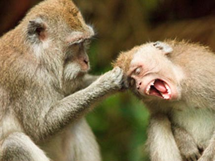 זוועה: קוף הרג תינוקת. אילוסטרציה (צילום: הסאן)