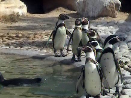 פינגוויניות גאות (צילום: חדשות 2)