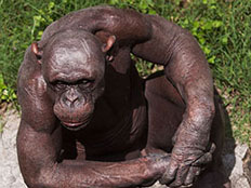 שימפנזה ללא שיער (צילום: BARCROFT MEDIA)