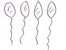 בלונים בלונים