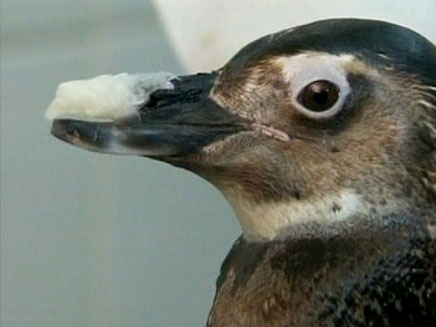 טונגו, הפינגווין שניצל (צילום: ap)