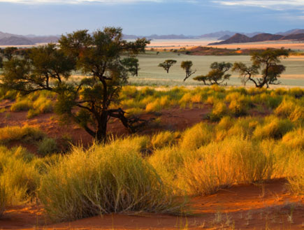נמיביה אפריקה (צילום: Lucyna Koch, Istock)