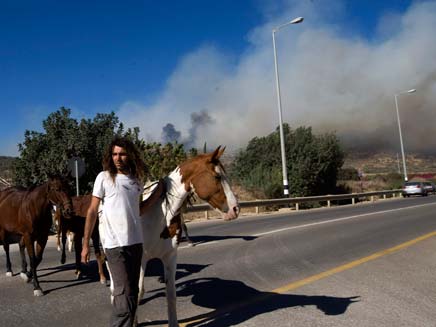 סוסים בורחים מהאש בכרמל (צילום: AP)